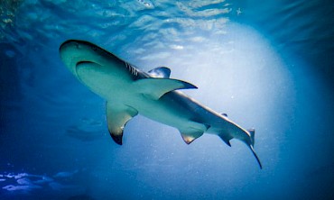 Istria Rentals - Znamenitosti - Akvarij Pula